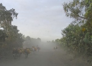 Nu het nog licht is zie je ze wel
