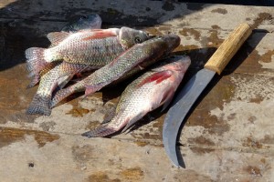 De vissen worden ter plekke gefileerd