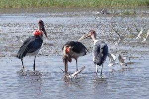 De maraboes scharrelen voor de restjes