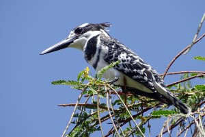 Pied kingfisher (bonte ijsvogel)