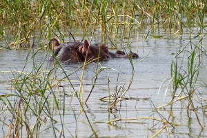 Het nijlpaard bij het resort